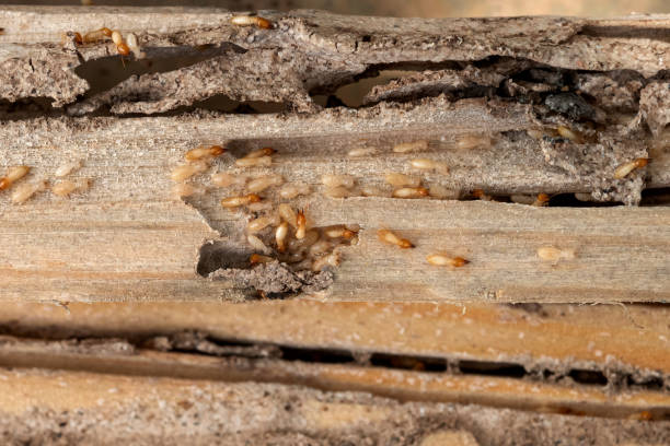 Best Wildlife Control Services  in Federal Heights, CO